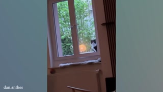 Kattenvideo.mp4